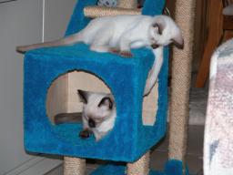 kittens - 071007 12
